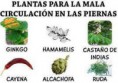 /album/galeria-fotografica/hierbas-circulacion-jpg/